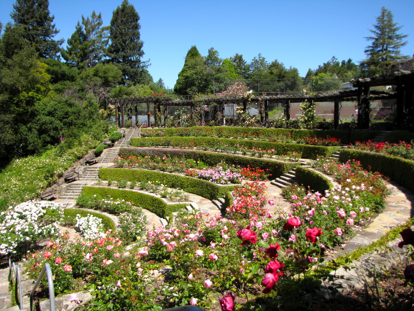 Backyard Rose Garden