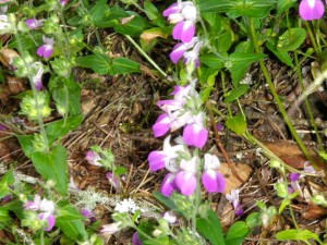 The wildflowers were breathtaking!