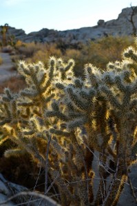 Backlit Smoke tree
