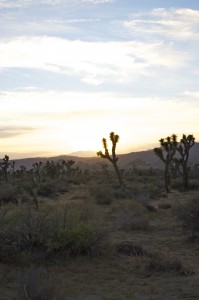 Sunset in the gorgeous Joshua Tree Park