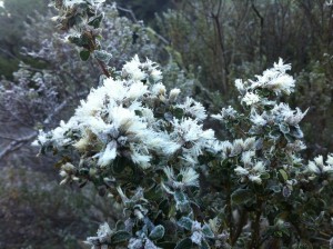 Iced over flowers- Spectacular!