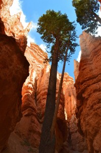 Bryce Canyon  