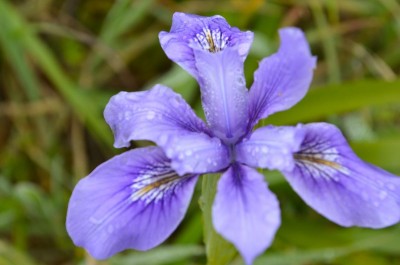 Spring Iris 