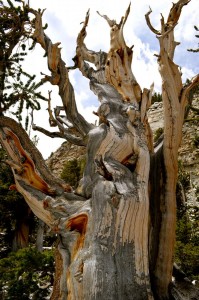 Bristlecone Pine  