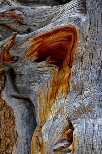 Great Basin Nevada- Bristlecone pine  