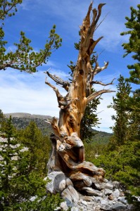 Great Basin  