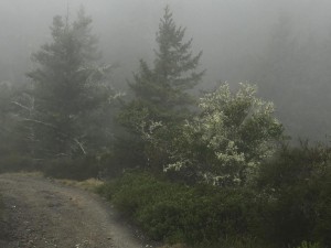 Hiking San Geronimo   