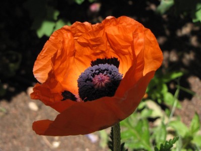 Poppy 