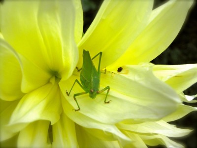 Dahlia with Grasshopper 